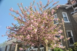 Kwanzan Cherry Tree 2011 06